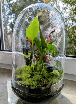 Urban Jungle, Pflanzen im Glas, StudySmarter Magazin